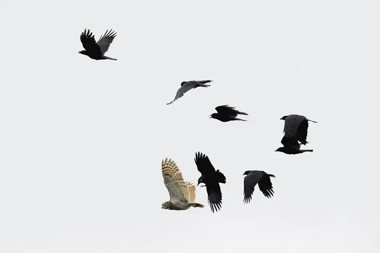 Why Do Crows Chase Hawks? The Crow and Hawk Tussle!