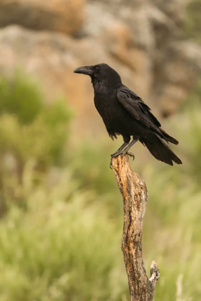 crow standing on top of dead tree