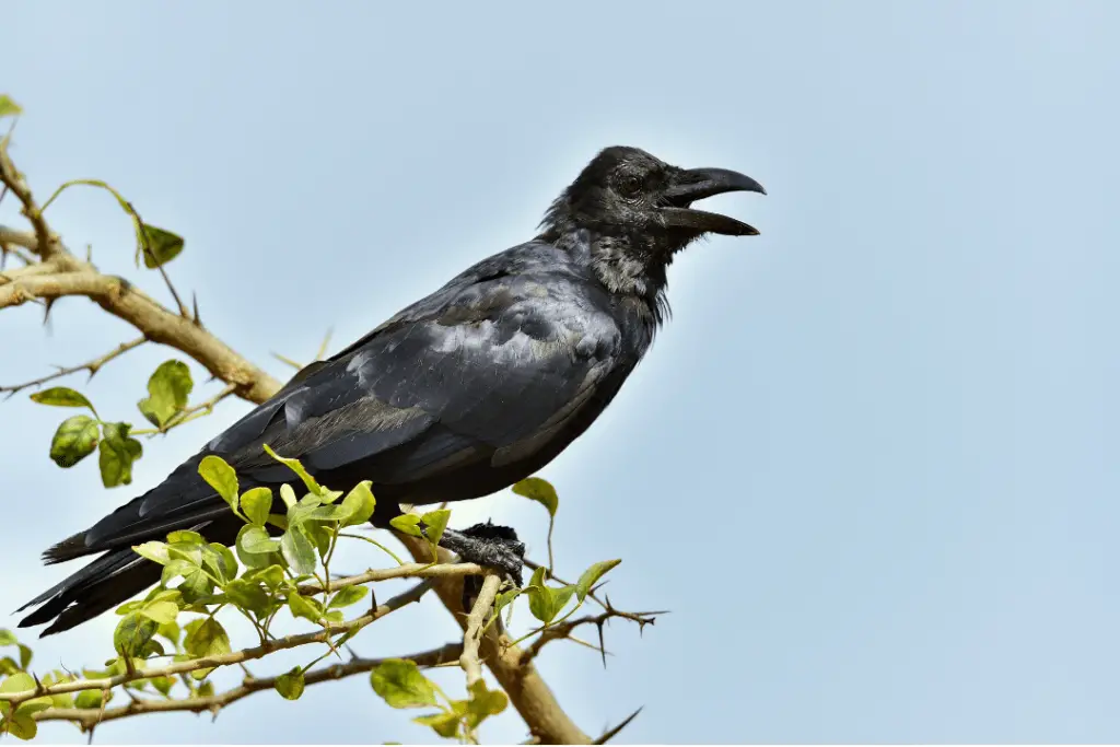 crow cawing at the end of a tree branch