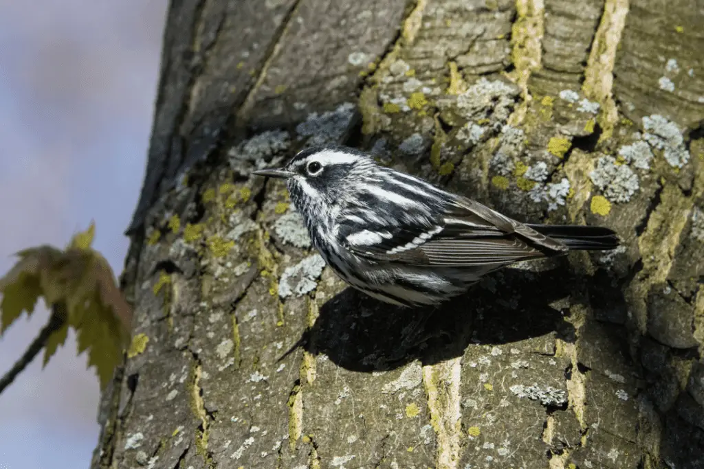 Black-and-white Warbler sitting on a tree