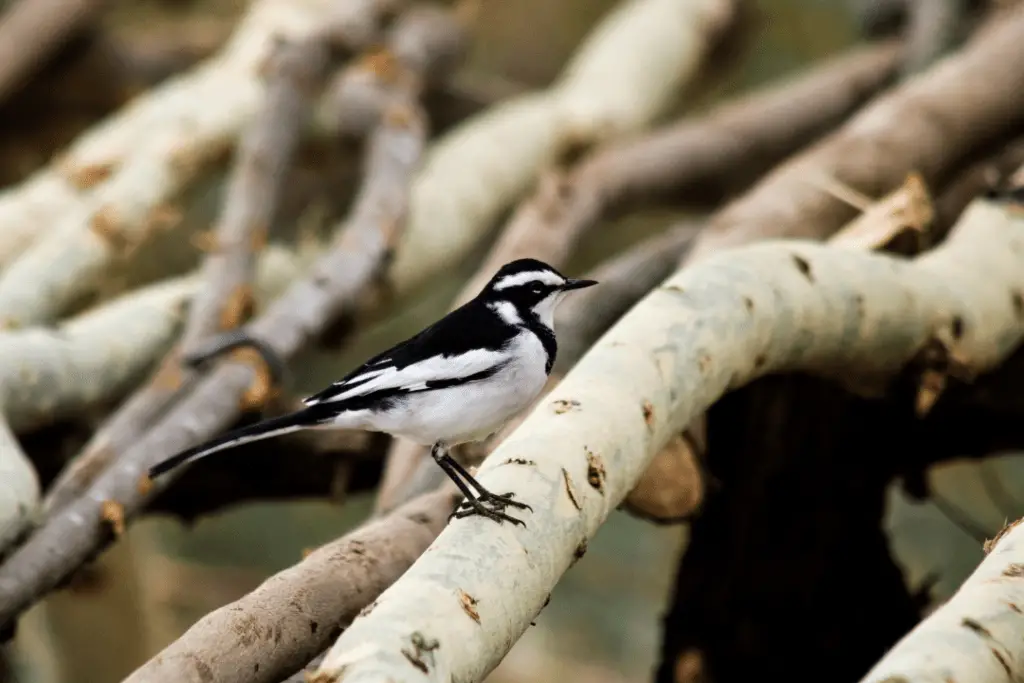 African Pied Wagtail sitting on branches