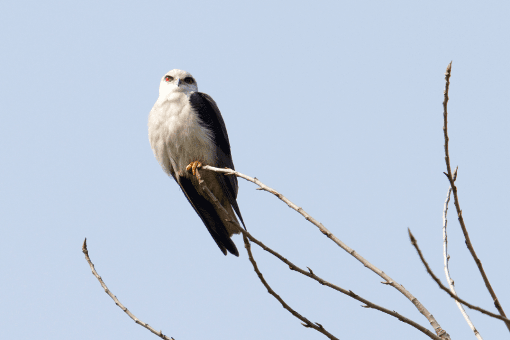 Black-winged Kite sitting on the top of a tree