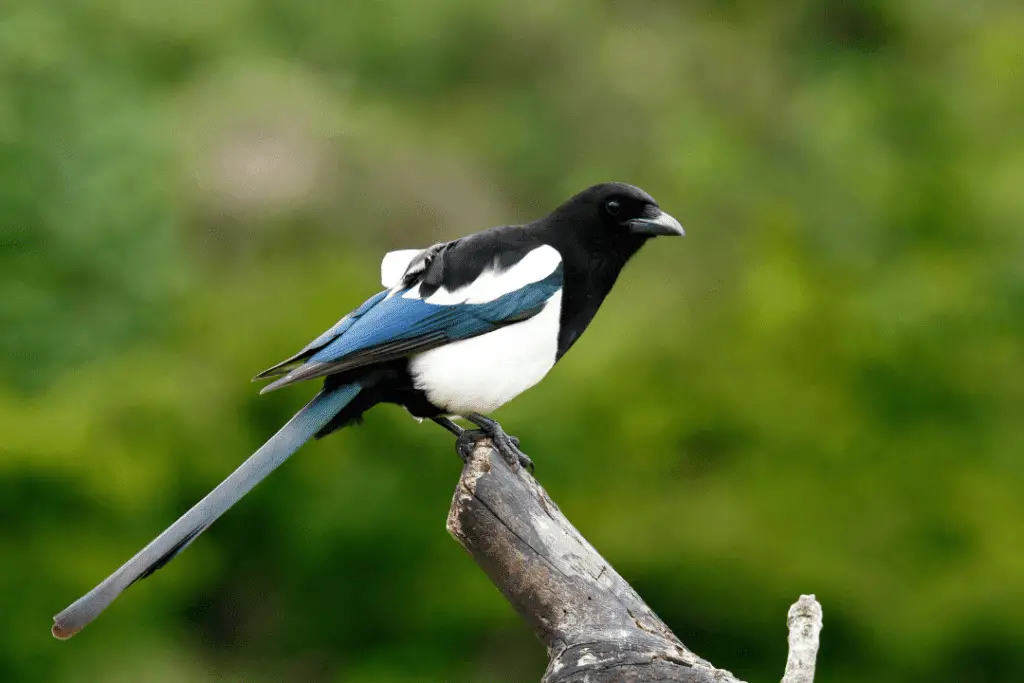 Black-backed Magpie perched on a tree