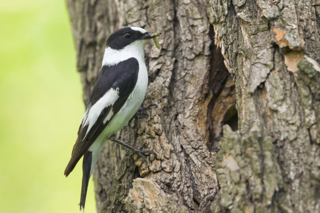 Collared Flycatcher eating a grub out of a tree