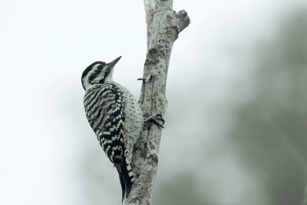 Ladder-backed Woodpecker on a tree branch