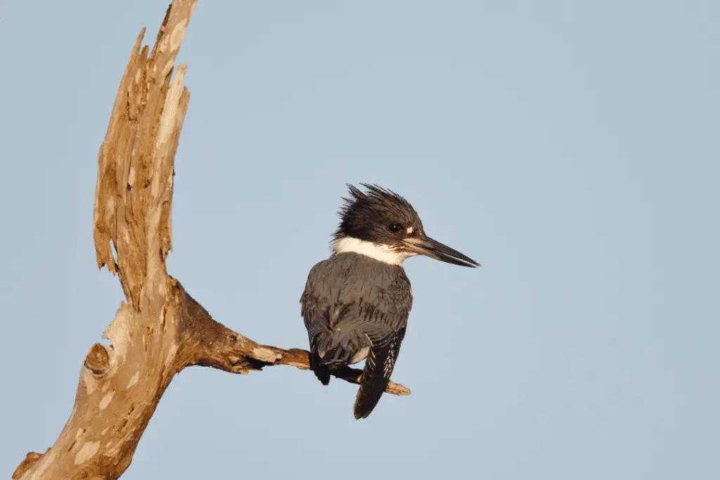 Male Belted Kingfisher perched on a tree