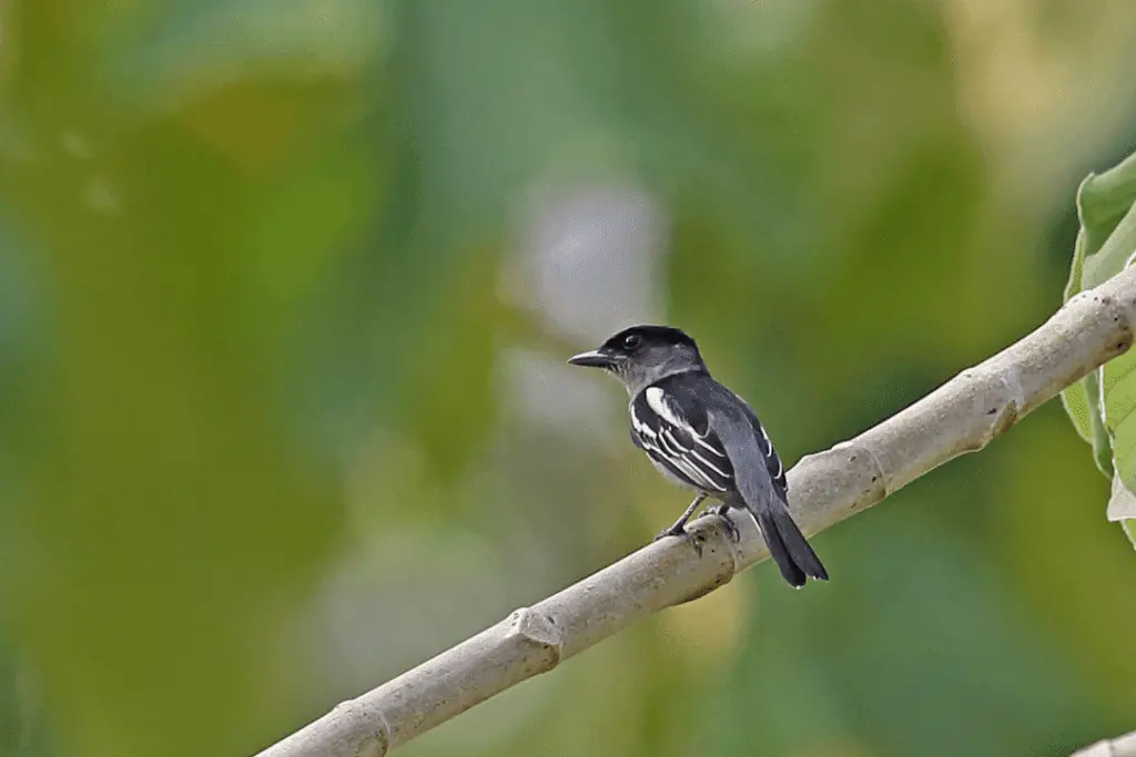 White-winged Becard on a tree branch