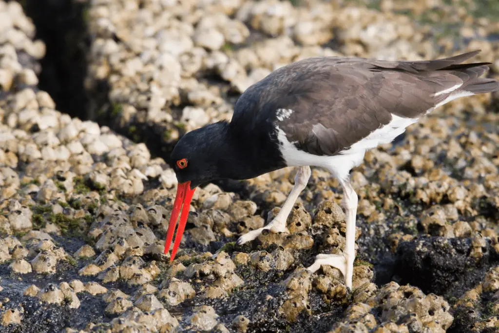 American Oystercatcher foraging for food on the shore