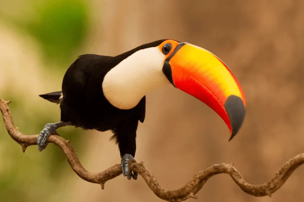 toco toucan standing on a squiggly branch