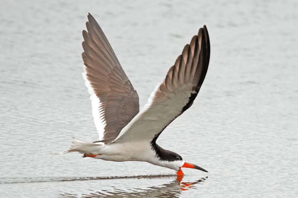 Black Skimmer picking up water on the fly