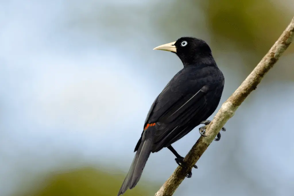 Scarlet-rumped Caciques sitting on a branch