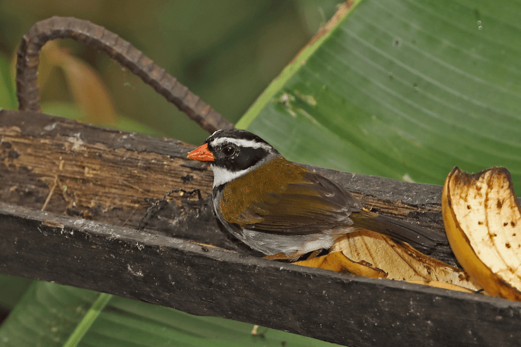 Orange-billed Sparrow sitting in a log with a banana peel