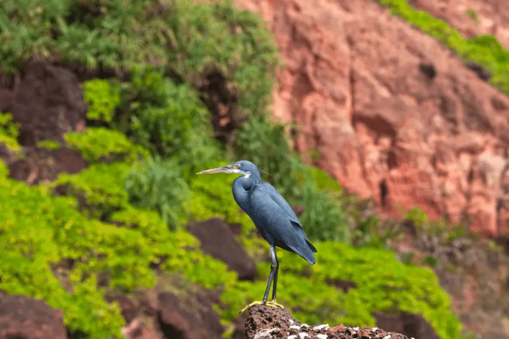 black heron standing on a rock with a beautiful landscape in the background