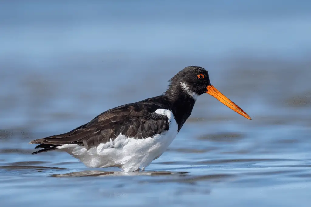South Island Pied Oystercatcher in water