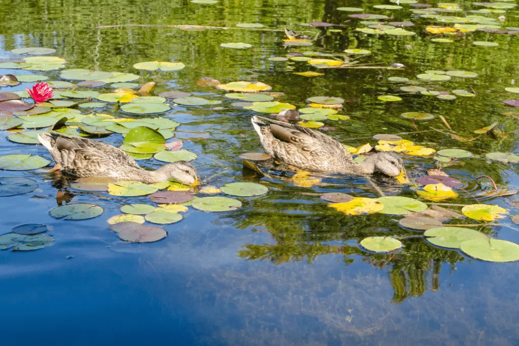 two ducks in a pond eating under lily pads