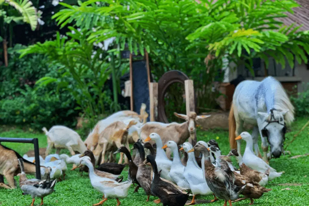farm with a flock of ducks