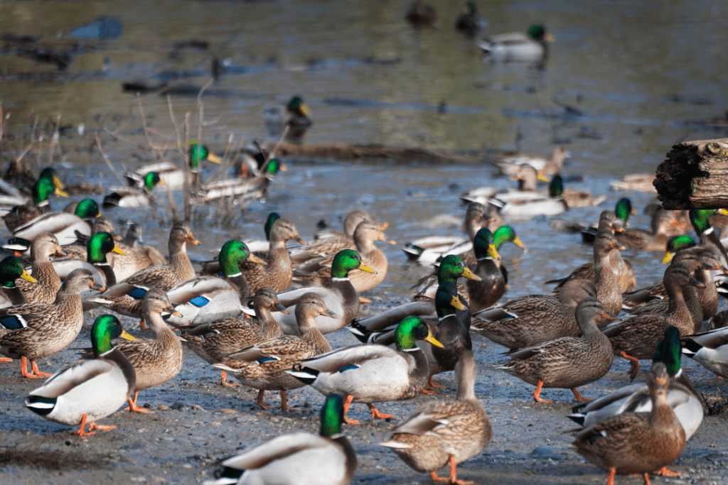 overcrowding of ducks by a stream
