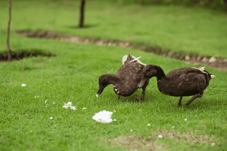 Can Ducks Consume Rice? Exploring the Palatability and Nutritional Impact