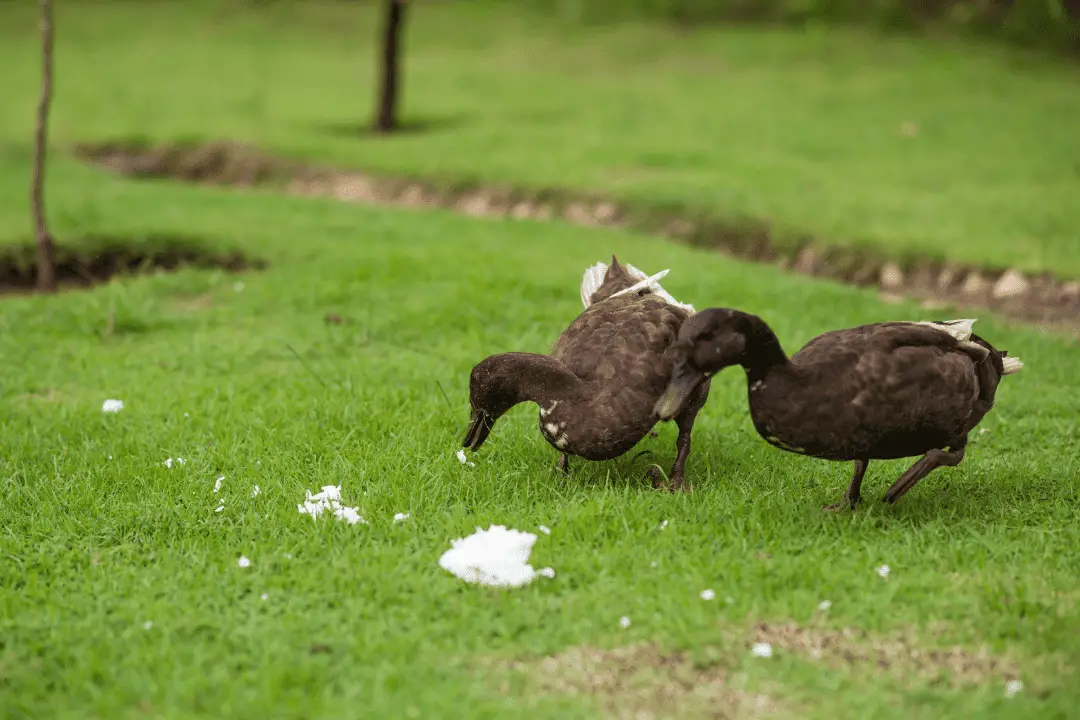 a pair of black ducks eating rice