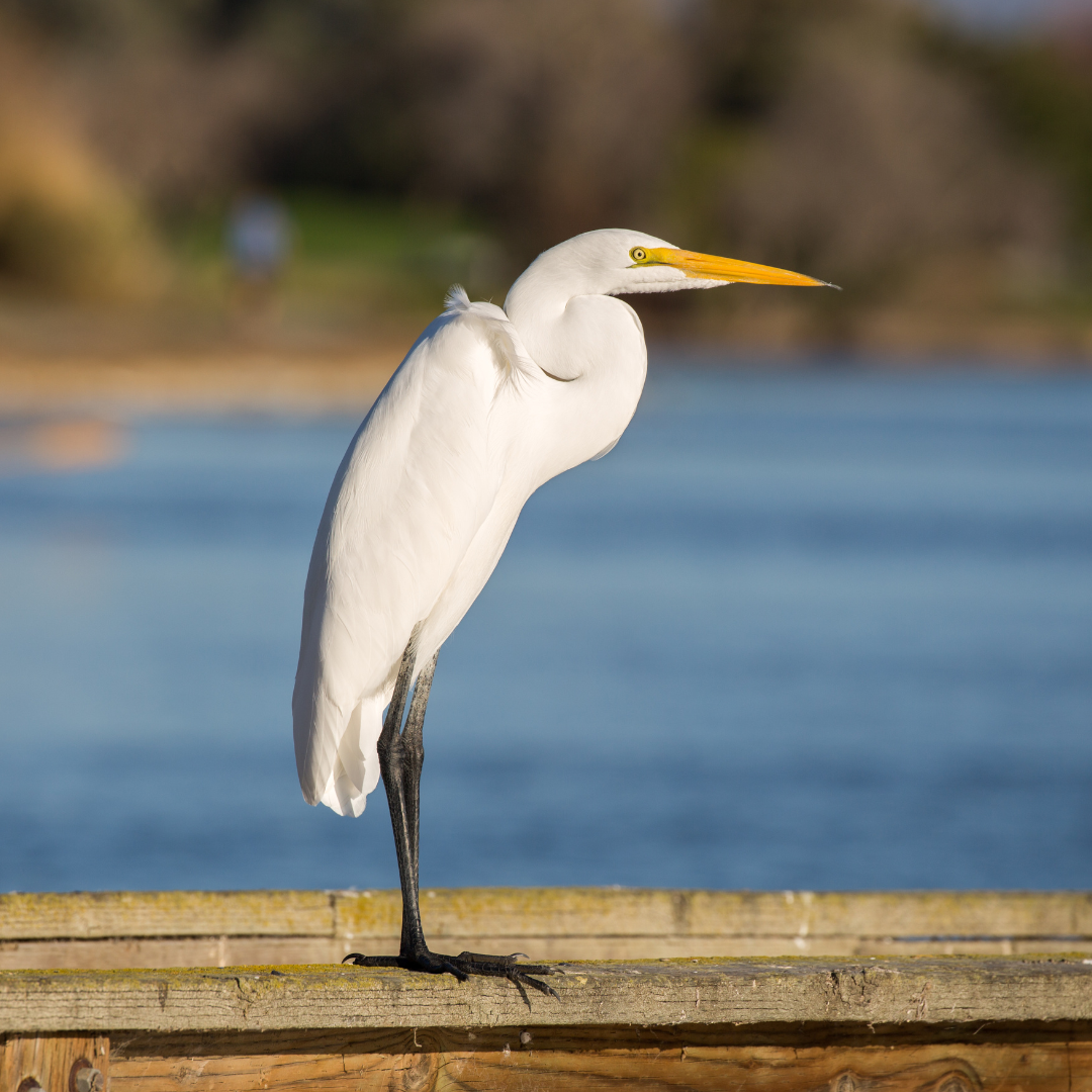 Great Egret standing on a fence by a lake