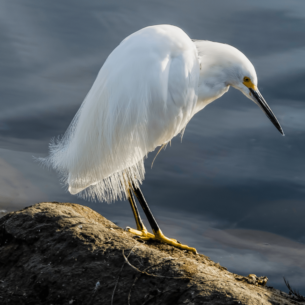 snowy Egret standing on a mossy rock looking into a pond