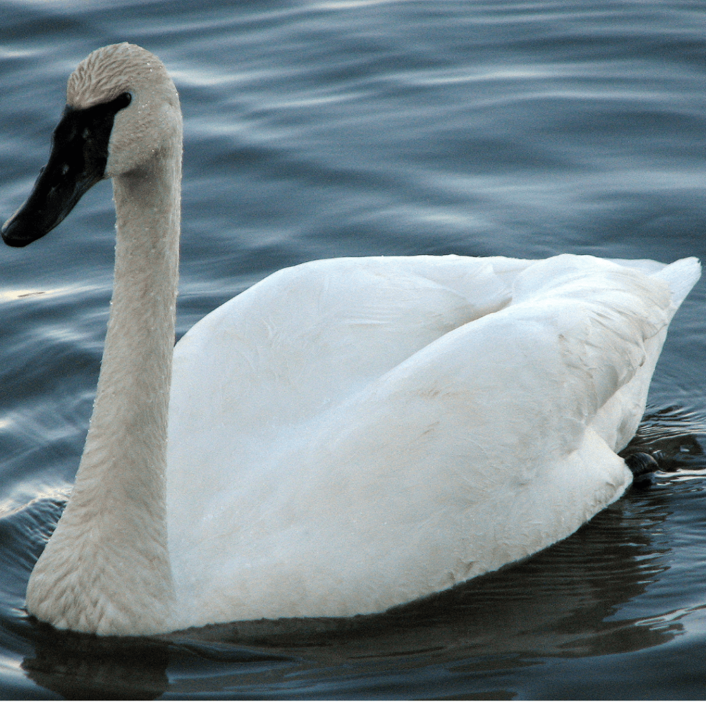 Trumpeter Swan floating in a body of water