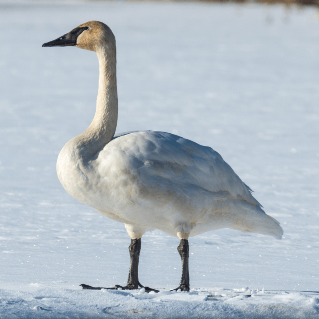 Tundra Swan standing on the ice