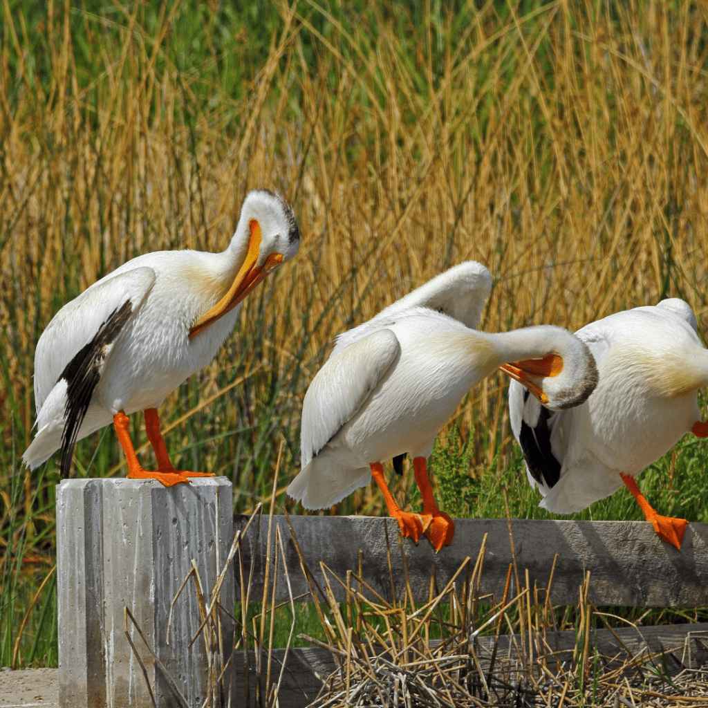 American White Pelicans standing on a fence together