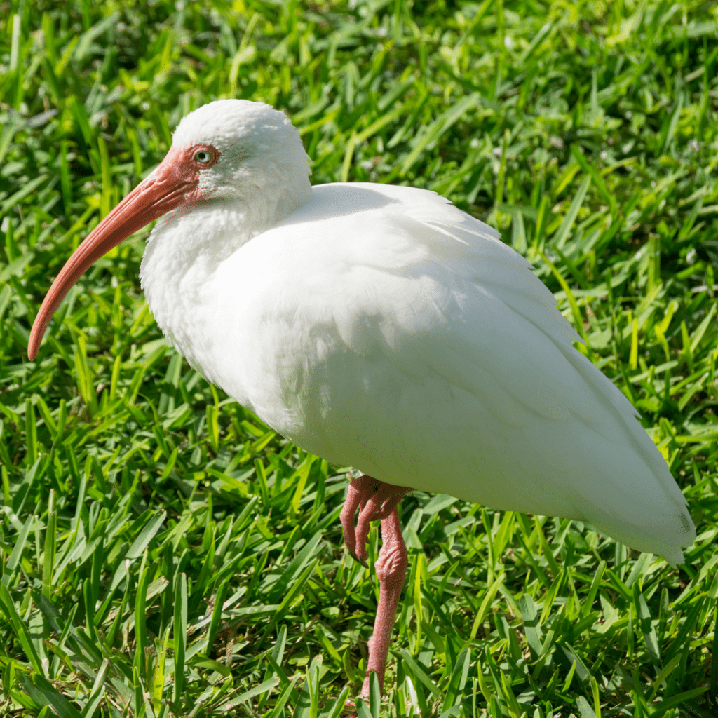 White Ibis standing on green grass