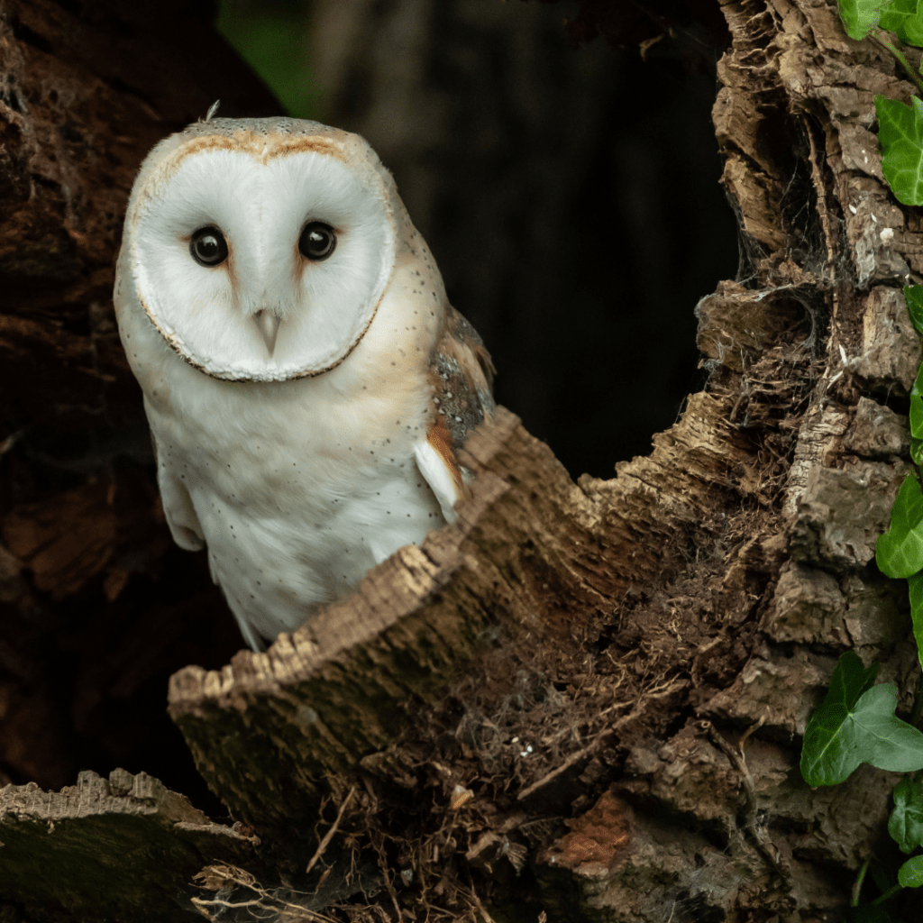 barn owl in a hollowed out tree