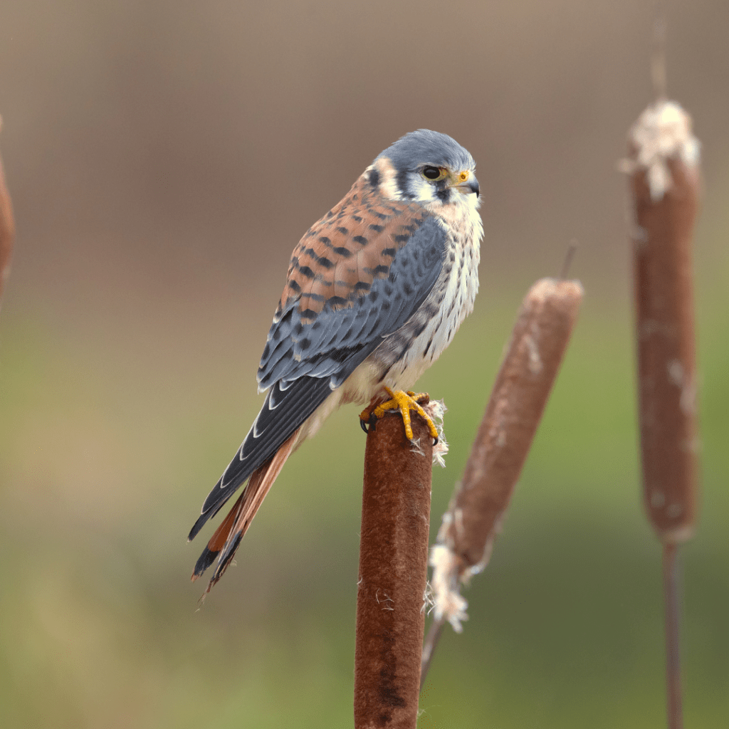 American Kestrel perched on a cat tail