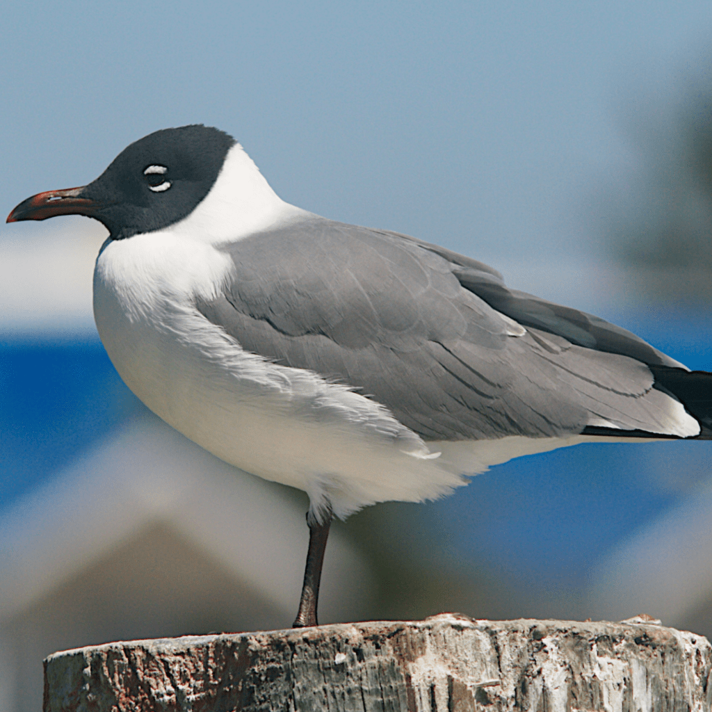 laughing gull standing on a tree trunk