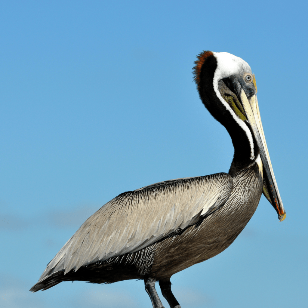 brown pelican perched