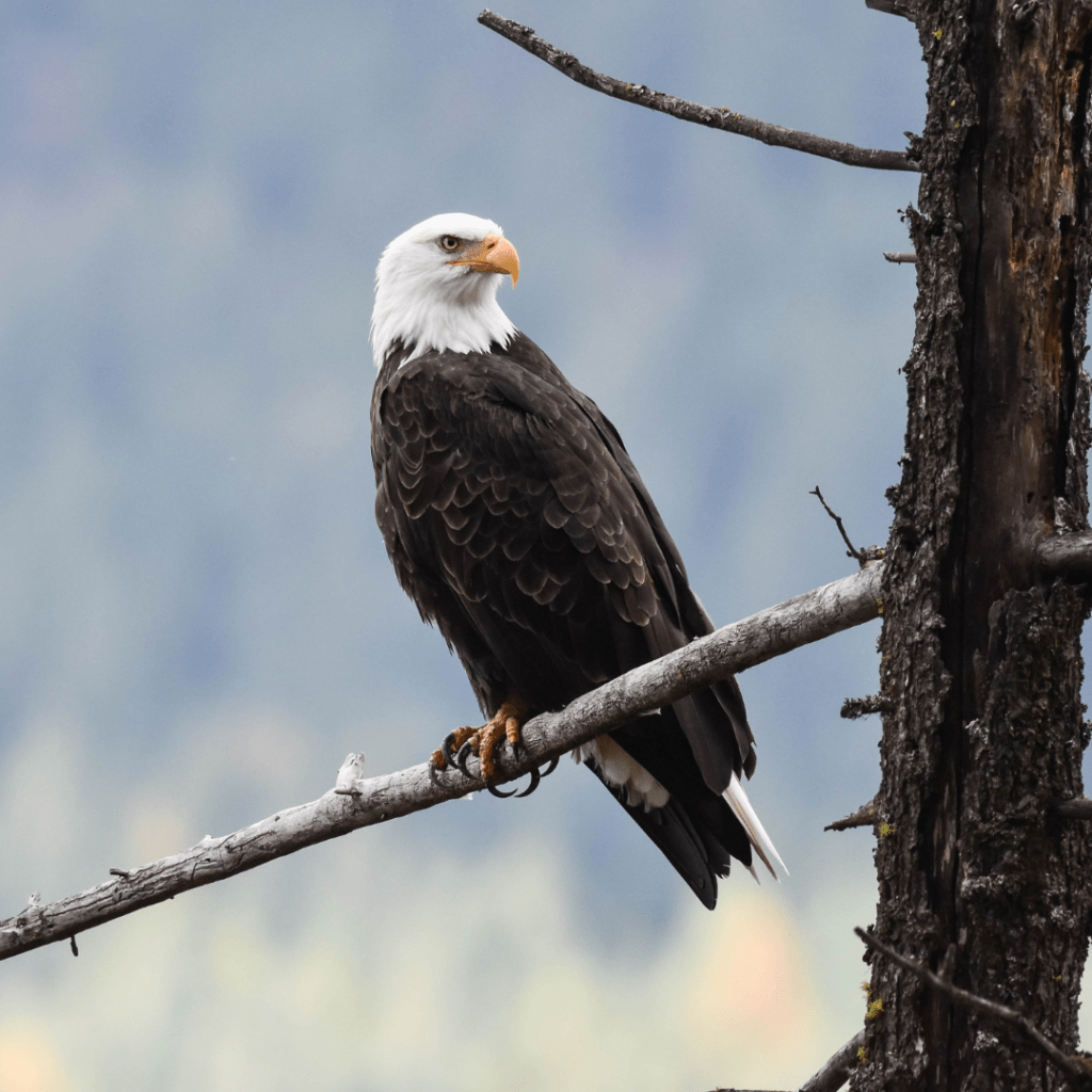 bald eagle perched in a dead tree