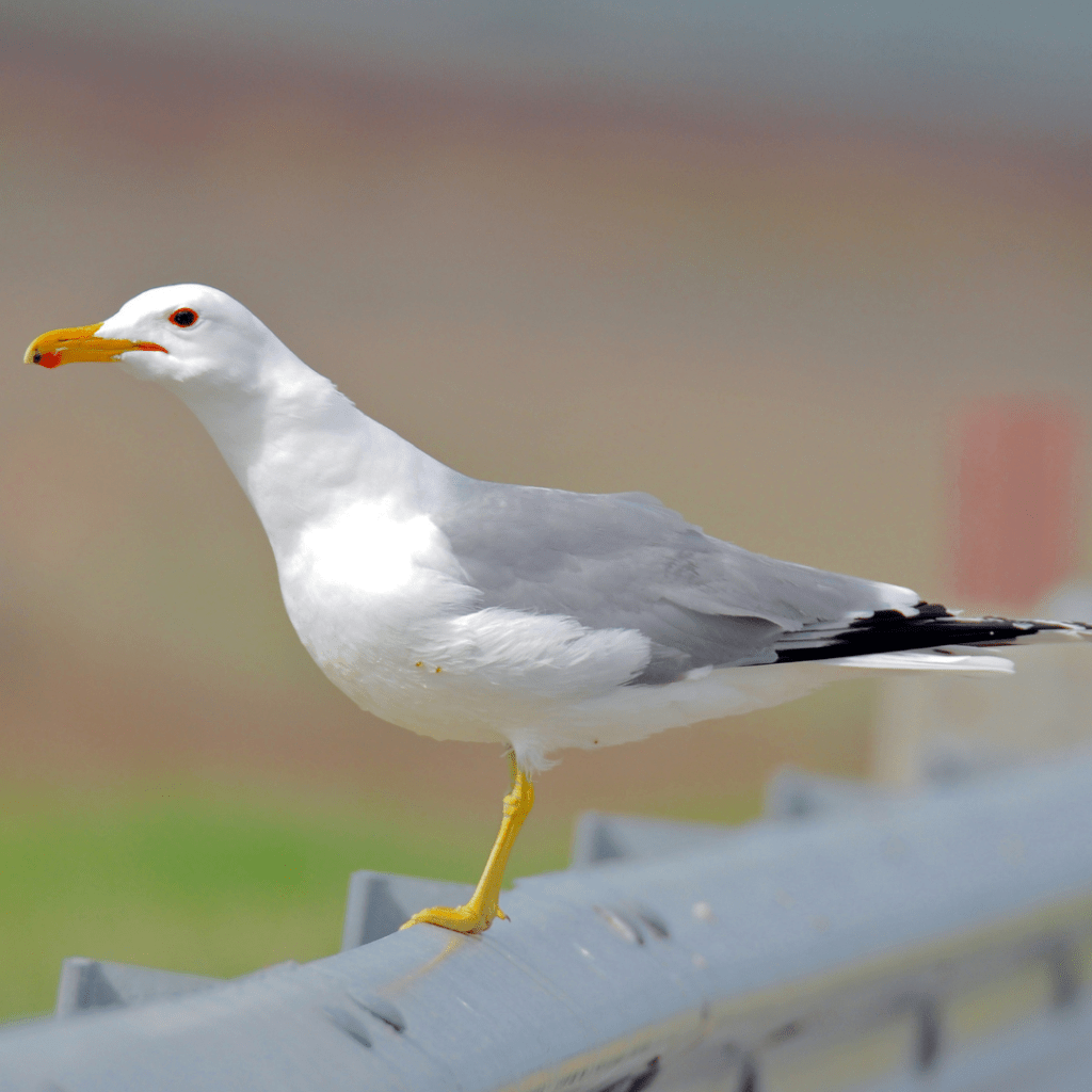 California Gull sitting on a road barrier