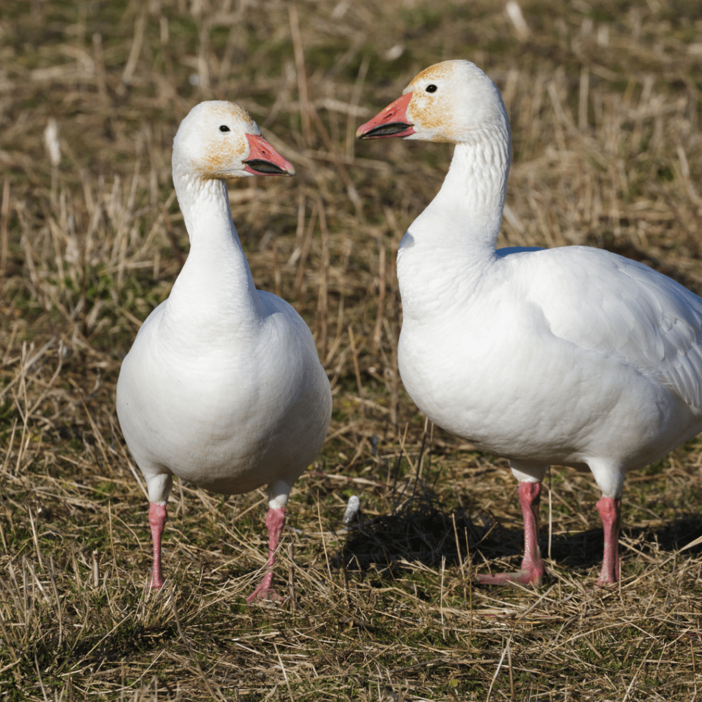 Snow Geese standing together in the grasss