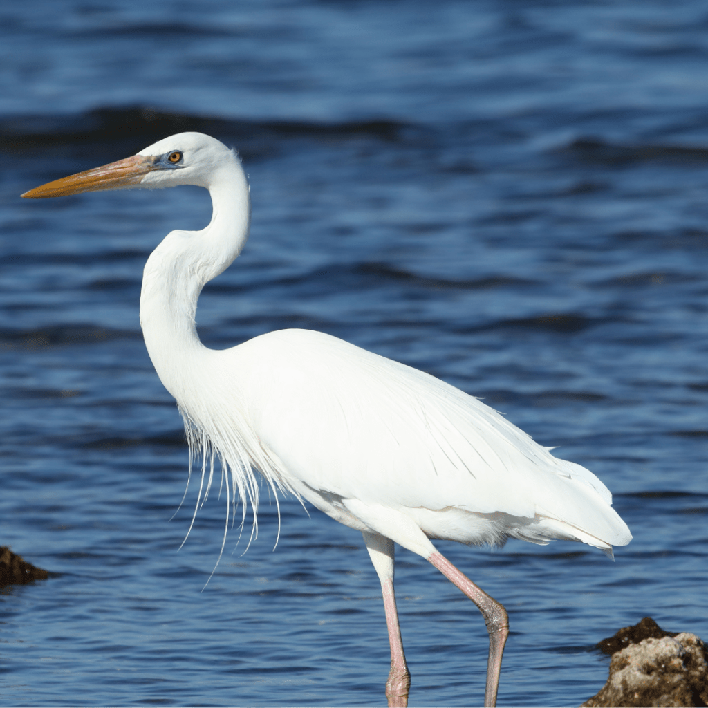 Great White Heron standing in the water