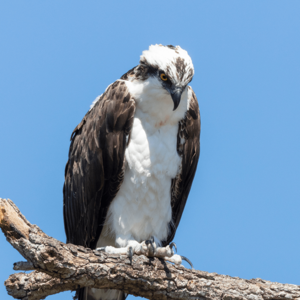 Osprey perched on a branch