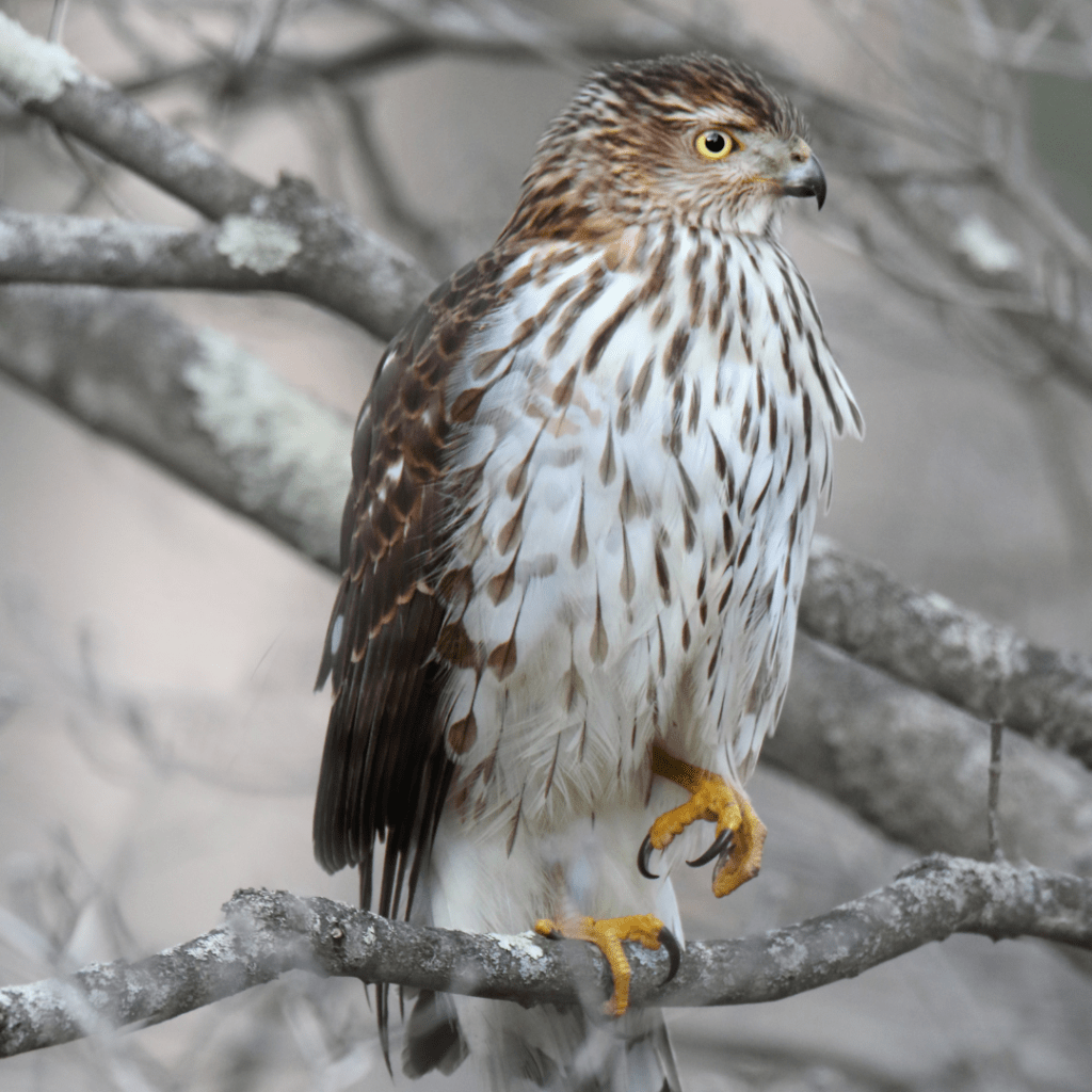 Cooper's Hawk standing on one foot in a tree