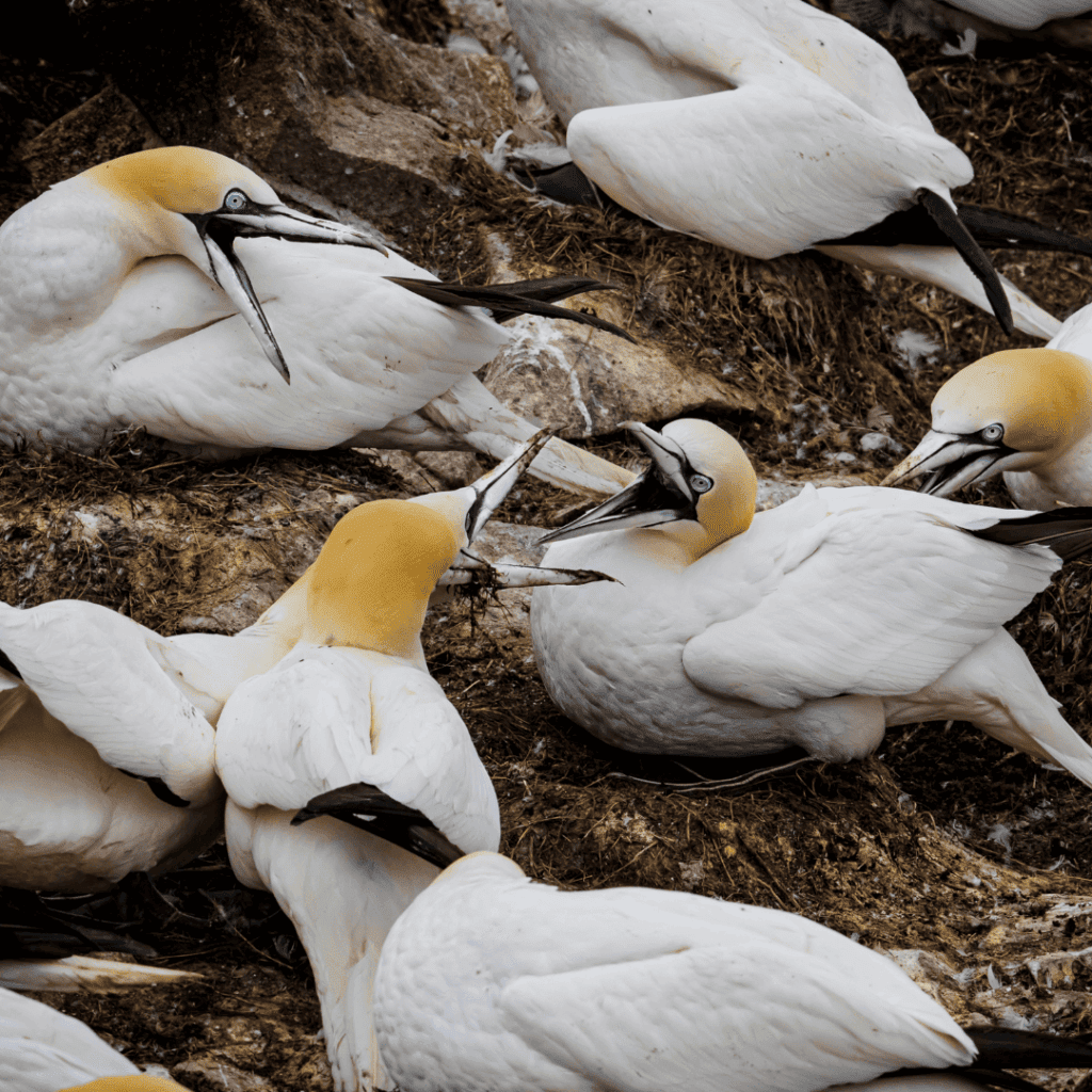 Northern Gannets sitting together in a hole