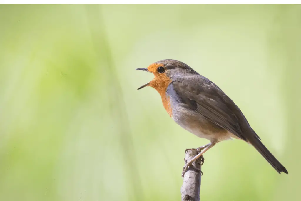 robin singing for a mate