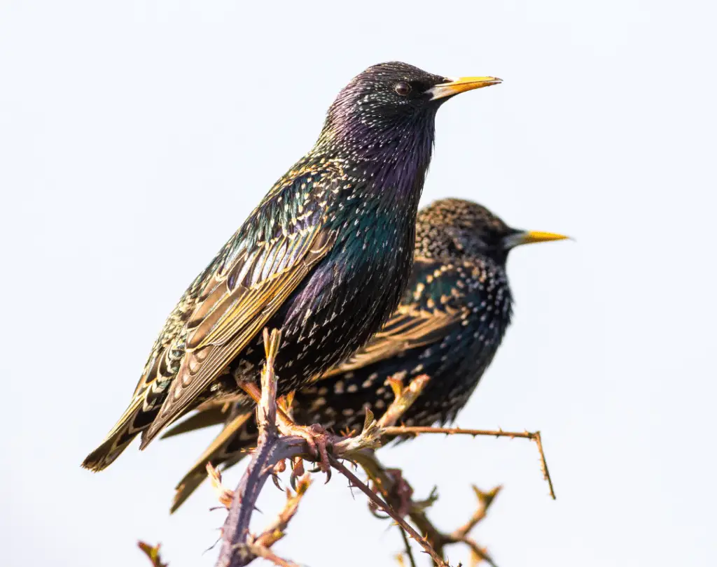 two starlings sitting at the top of a tree