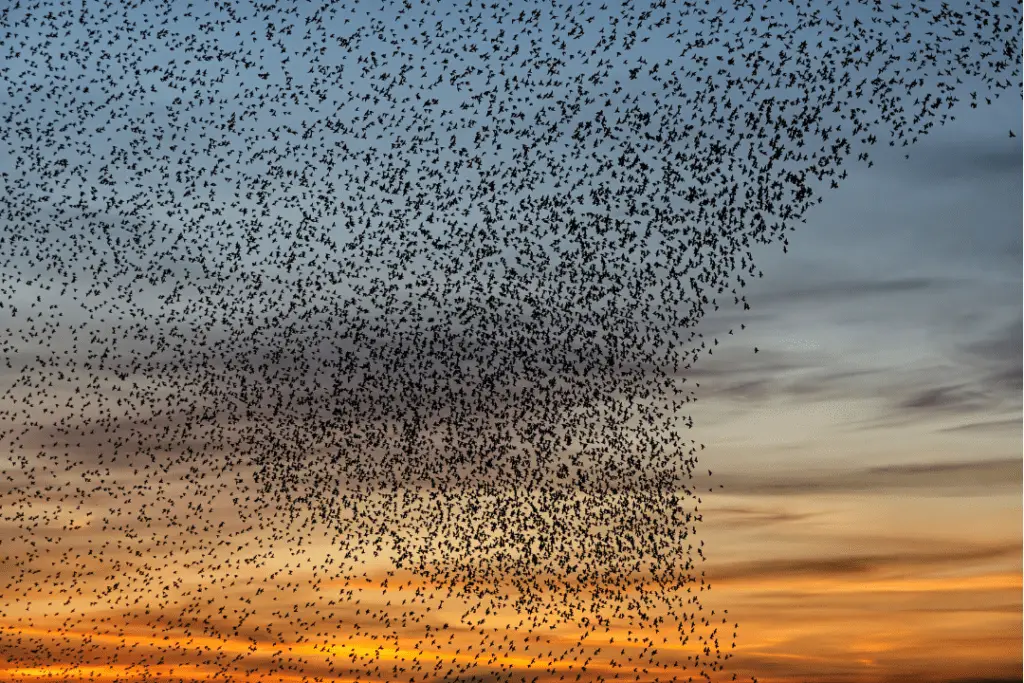 starlings migrating in a group