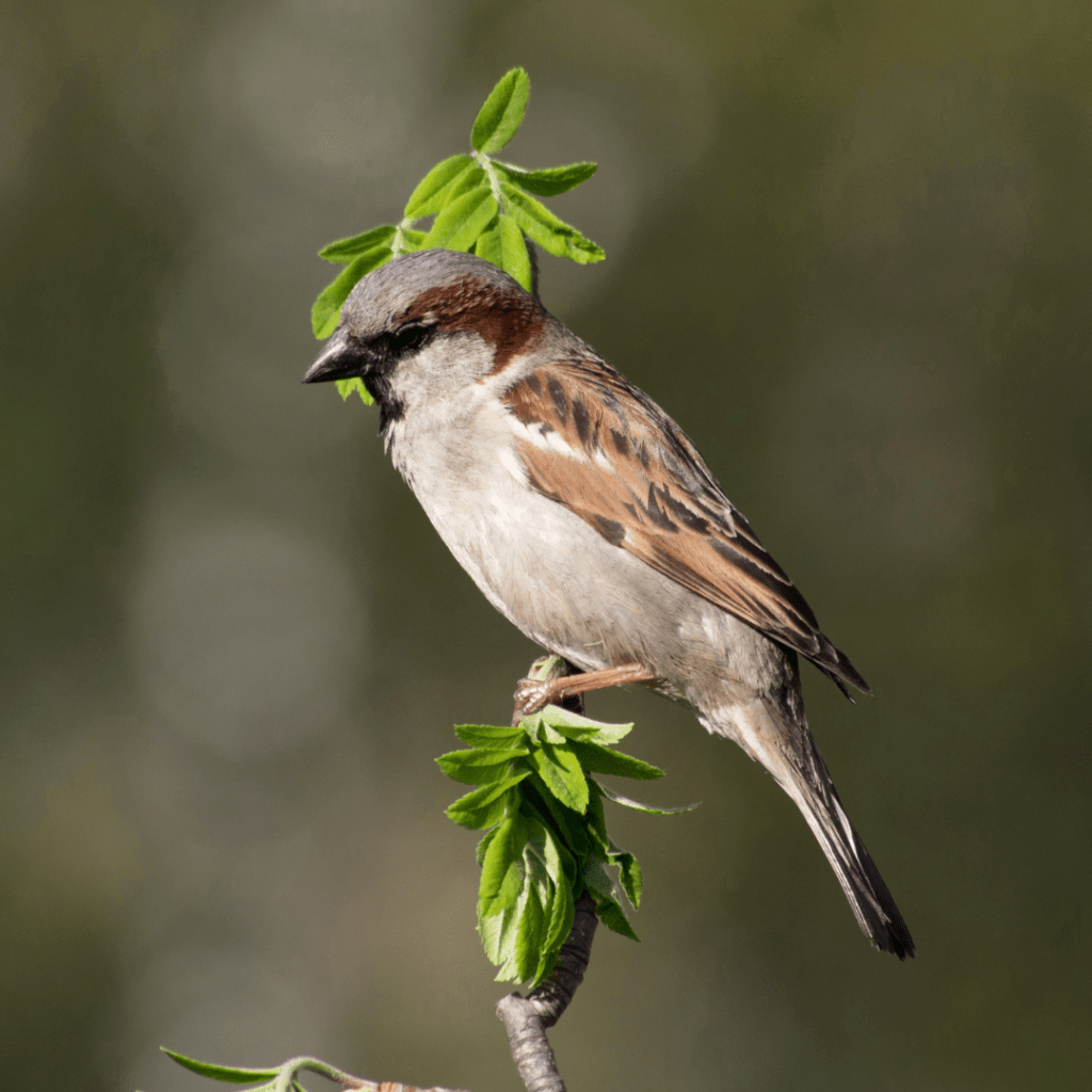 sparrow sitting perched on the top of a tree
