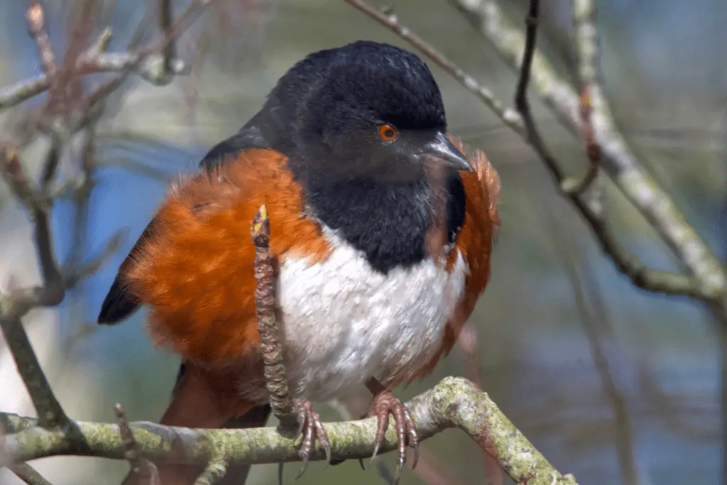 spotted towhee sitting in tree branches