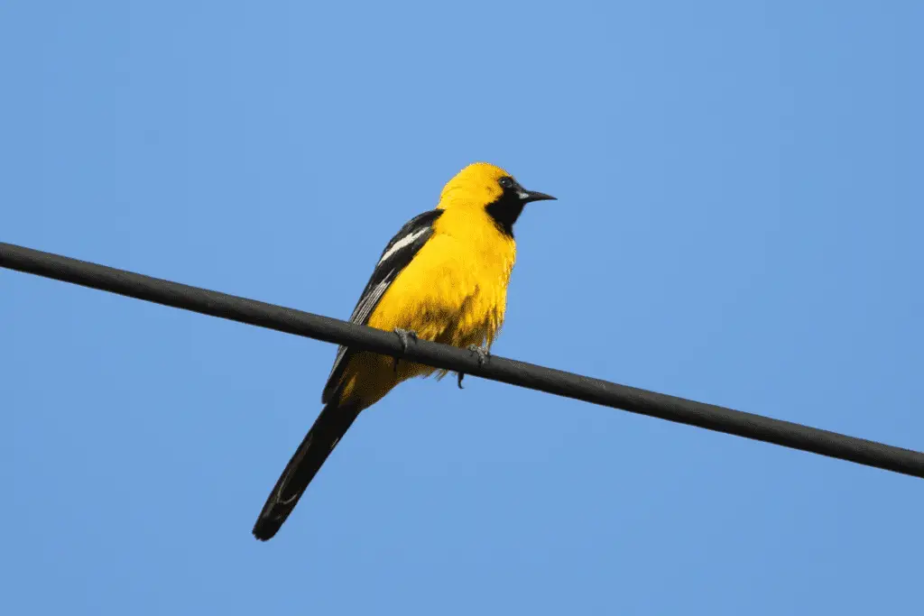 Hooded Oriole sitting on power line