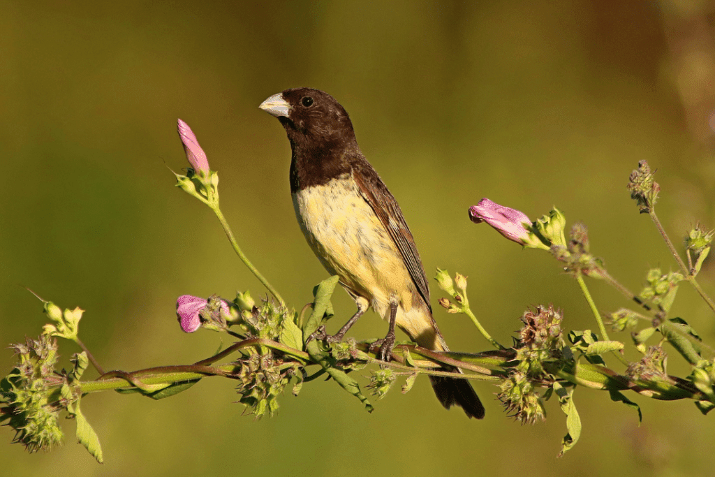 Tawny-bellied Seedeater sitting on flowering branch