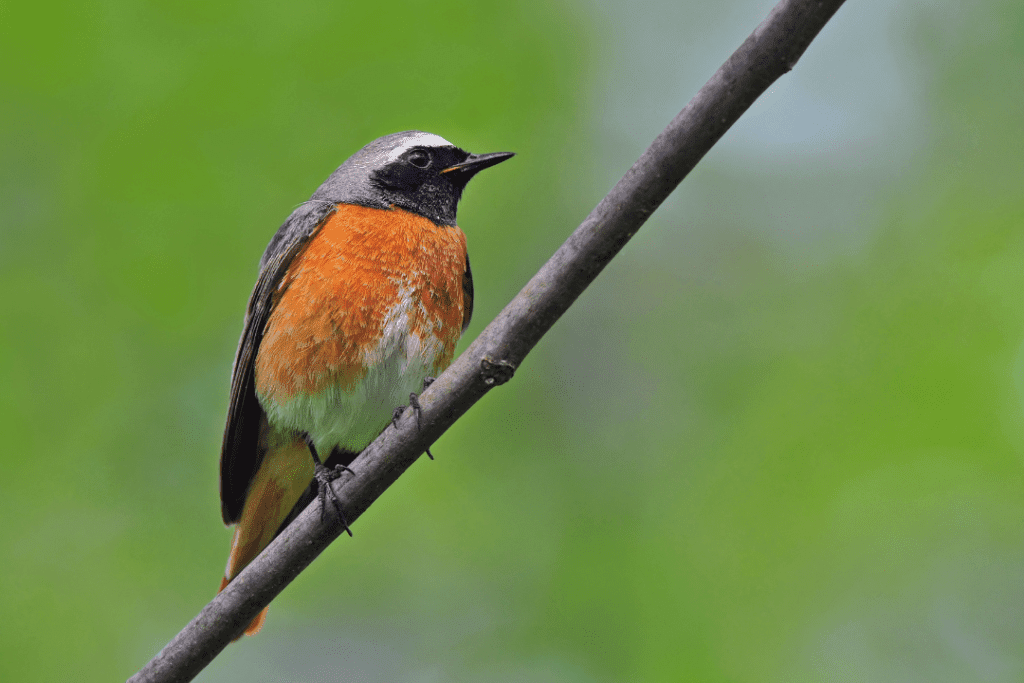 Common Redstart sitting on branch