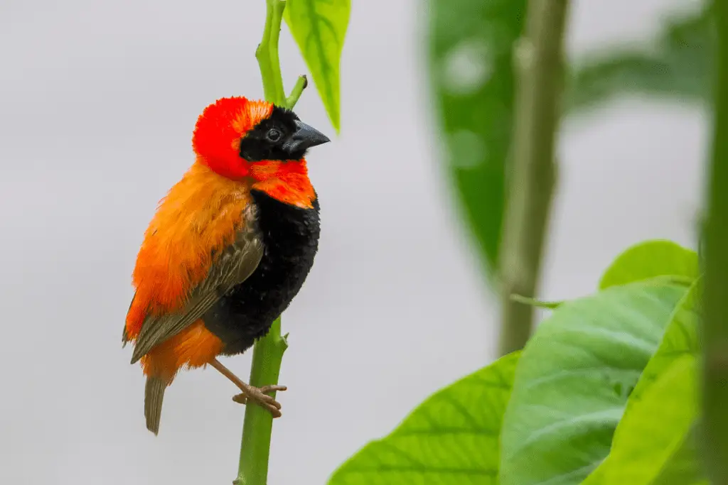 Southern Red Bishop standing on leafy stalk