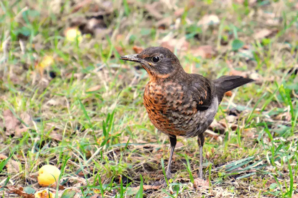 Red-and-black Thrush standing on the ground looking for food